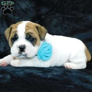 Wrinkles, Miniature Bulldog Puppy